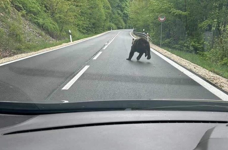 medveď na ceste