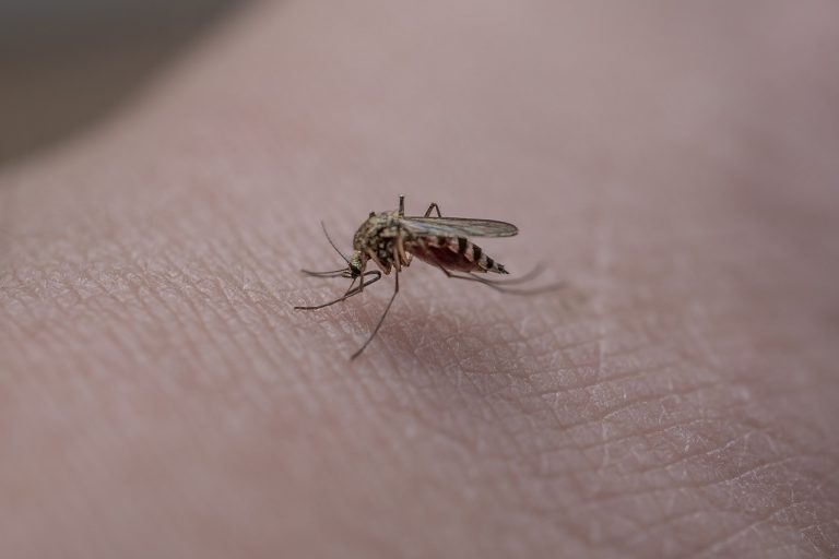 komár, hmyz, koža
