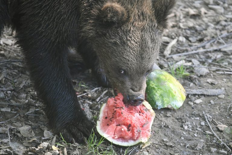 V košickej Zoo podávali niektorým zvieratám zmrzlinu na osvieženie