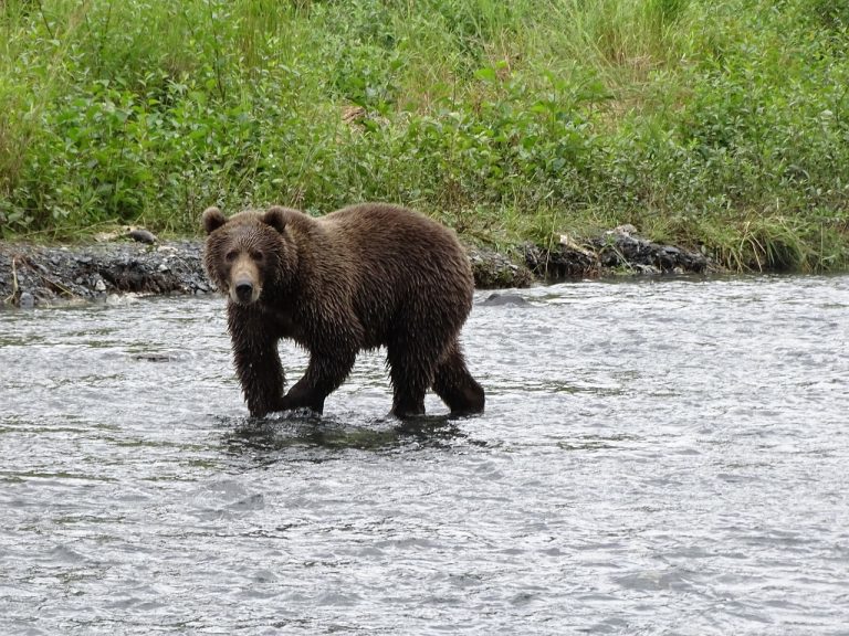 kodiak