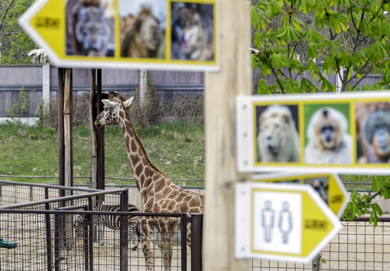 žirafa ZOO Bratislava