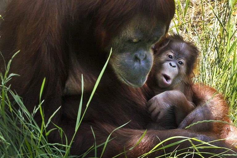 orangutan sumatriansky