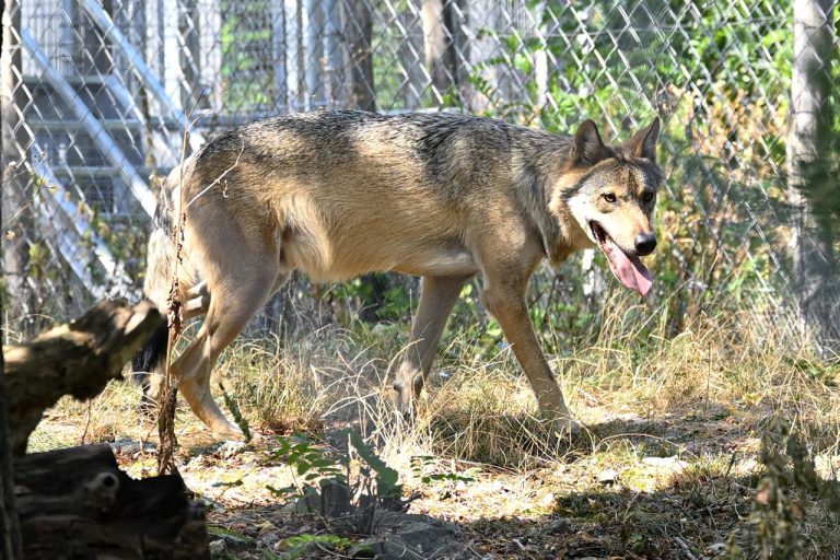 Zoo Bratislava vlky