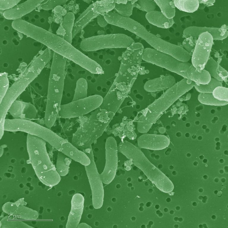 Escherichia coli