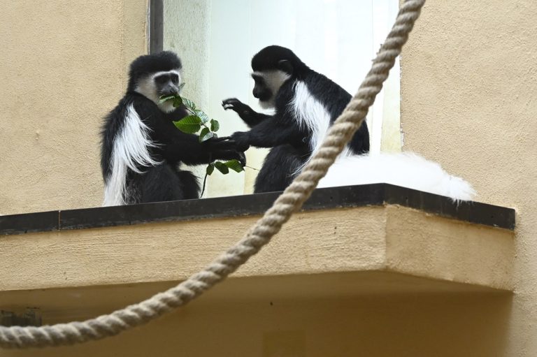 Bojnice ZOO pavilóny